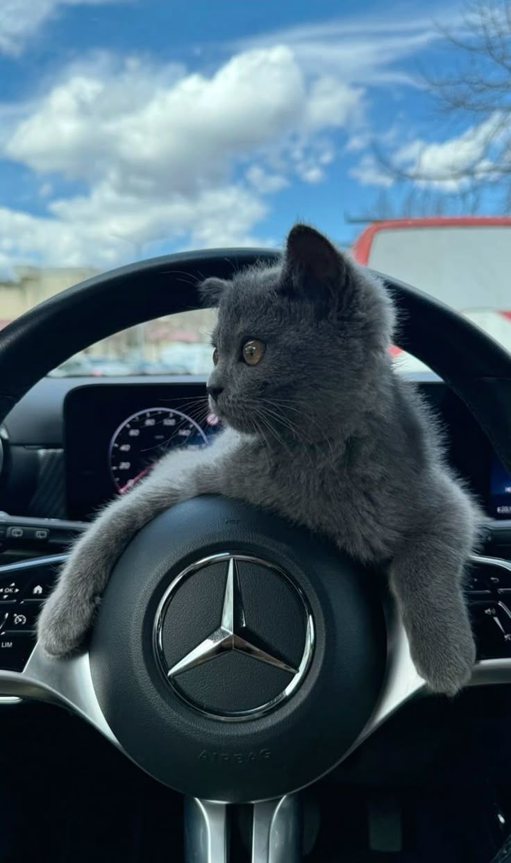 a grey cat sitting on the steering wheel of a mercedes benz car with clouds in the background